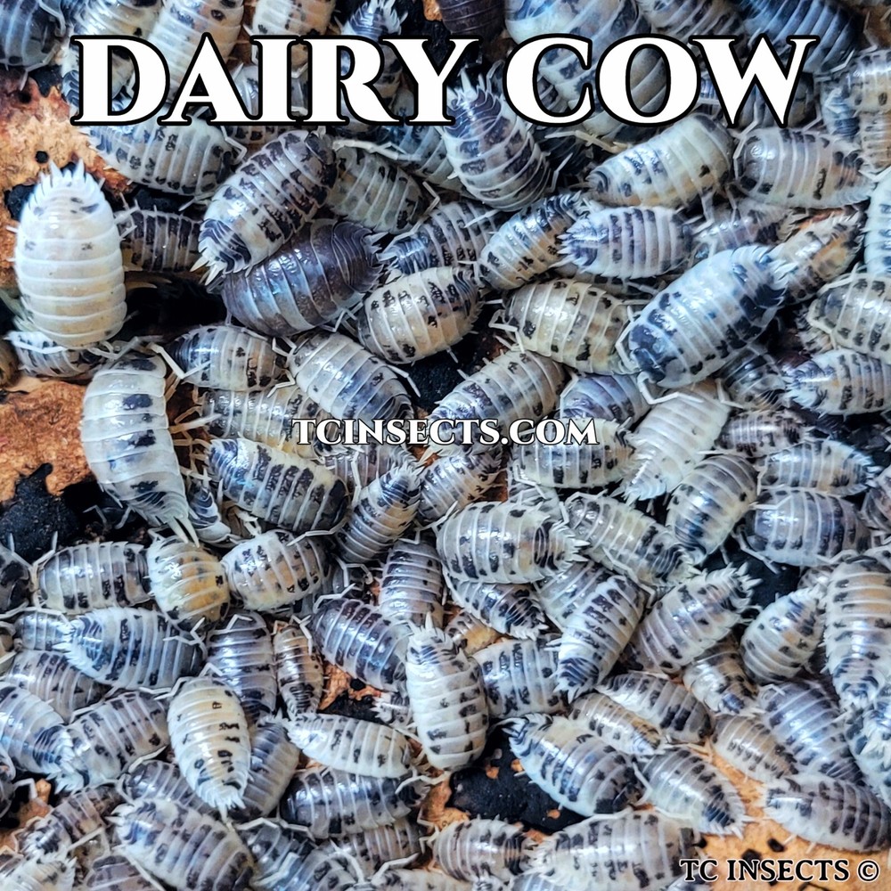 25+ Dairy Cow For Sale • For Bioactive