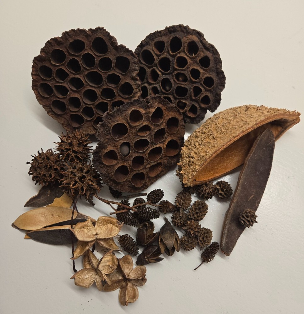 39 Botanical Seed Pods for Isopods, Terrariums, Aquariums, Dart Frogs, Shrimp