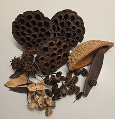 39 Botanical Seed Pods for Isopods, Terrariums, Aquariums, Dart Frogs, Shrimp