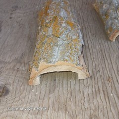 Natural Log Reptile Hide Cave House 7″-8″ Long 3″-4″ Wide 3″ Tall