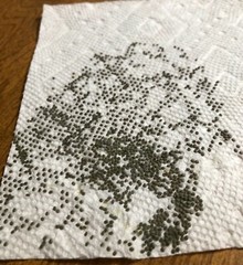 100 Silkworm eggs, with silkworm feeding guide