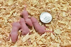 50 Frozen Feeder Mice Large Pinkies -FREE S&H -MiceDirect Rodent Reptiles Pinkys