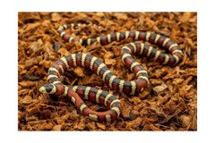 RediChip Reptile Bedding Loose Medium Coconut Chip Substrate 36 Quart Coco Hu…