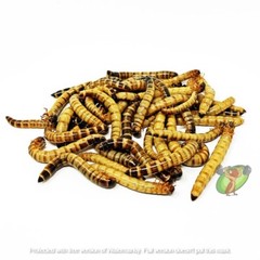 Live Large Superworms With Free Shipping! For Pet Reptiles!