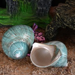 2pcs Hermit Crab Shells XL Size Opening 1.73″ Natural Sea Conch Turbo Seashel…