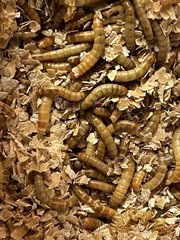 live mealworms 1000