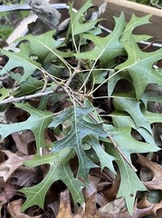 Real Oak Leaves Dried 2 Gallon Bags Aquarium Terrarium Isopod Food Fish Leaf New