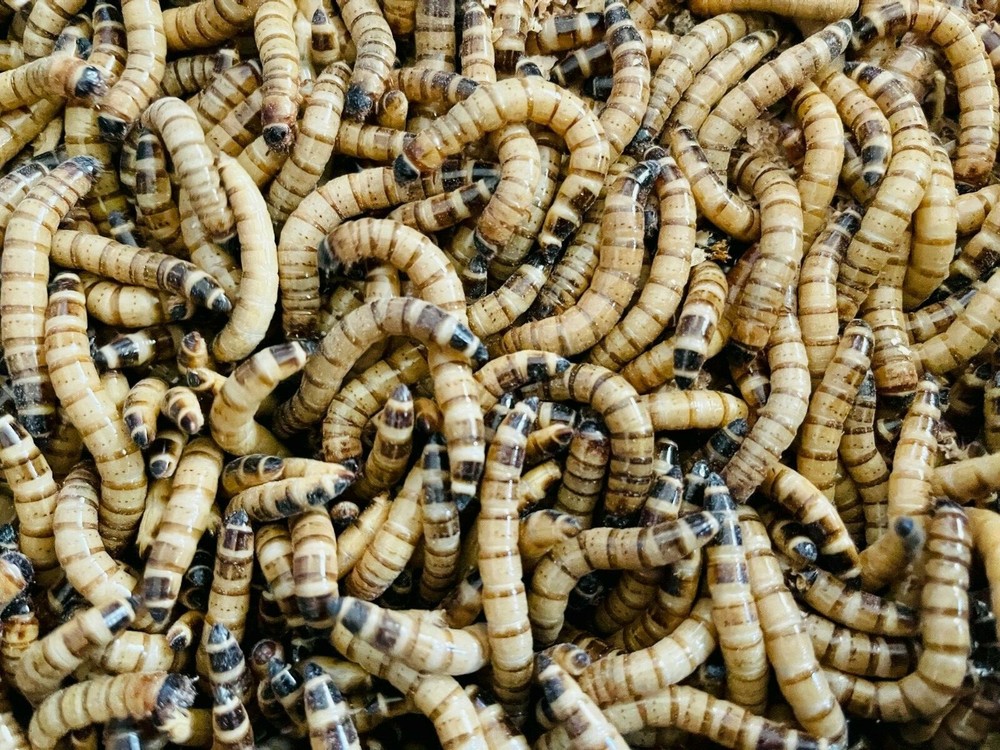 1250 Count Medium LIVE SUPERWORMS 1”-1.5”