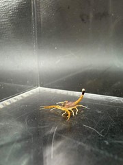 Deathstalker Scorpion (Leiurus quinquestriatus) – 1/4-1/2 in