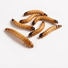 Large Superworms 1.5-2 inch Live Feeder Insects | FREE SHIPPING & Live Arrival