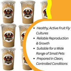 TC INSECTS Golden Hydei Fruit Fly Cultures 4 Pack – 2 Golden Hydei + 2 Hydei