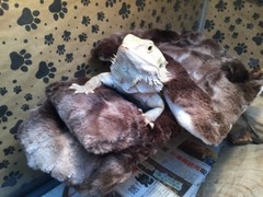 MINKY MARB FAUX FUR LRG ATTACHABLE RESTING BED SET CUDDLE COVER 4 BEARDED DRAGON
