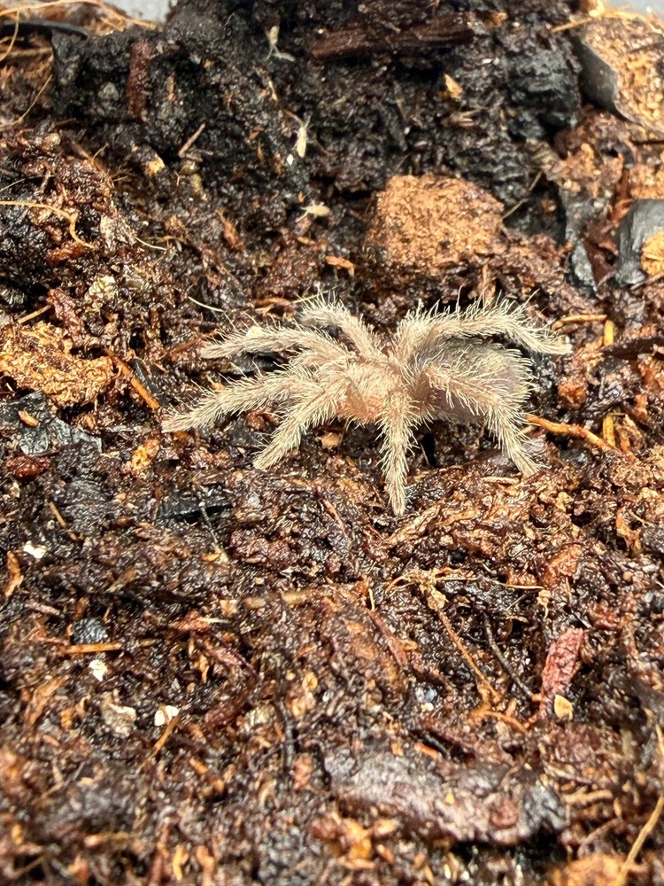 Brazilian Black Tarantula (Grammostola pulchra / G. quirogai)