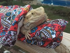 SPANISH SKULL PRINT LRG RESTING BED COVER ONLY /NO FRAME BED 4 BEARDED DRAGONS