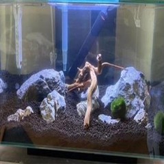 Emours Natural Aquarium Driftwood Tropical Fish Plant Habitat Decor Vary Size…