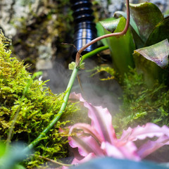4L Reptile Fogger Mister Tank, Terrariums Digital Tank Timing Humidifier Smart T