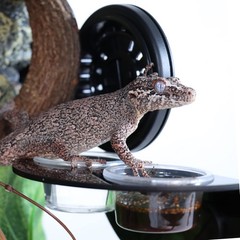 AIICIOO Gecko Feeder Ledge with 6 Feeding Black, black or white gray