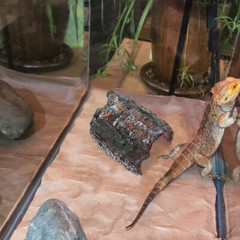 Reptiles Toy Turtle House Aquarium Ornament Reptile Hide Box Reptile Hide Cave