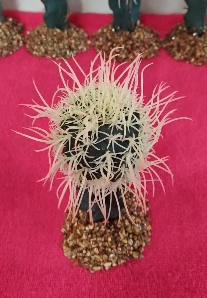 6″ Birds Nest Cactus On Stone Base Reptile Habitat Decor Terrarium NEW