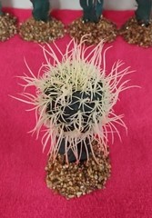 6″ Birds Nest Cactus On Stone Base Reptile Habitat Decor Terrarium NEW