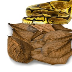 Leaf Litter for Snakes, 10 Pcs Medium Indian Almond Catappa Leaves Substrate …