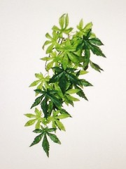 Exo Terra Silk Plant Abutilon Medium