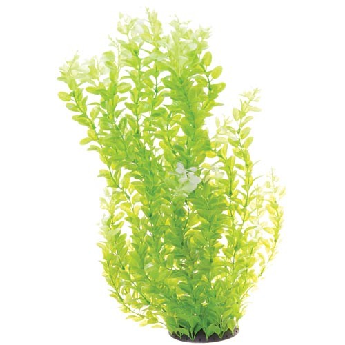 Underwater Treasures White Tipped Cardamine Plant Select Size:: 24 inch