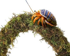 Hermit Crab Accessories, 5Pcs Hermit Crab Climbing Toys Coconut Shell Hideout