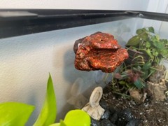 Magnetic Rock Ledges For Terrariums And Cages (Limited Edition) Small LAVA