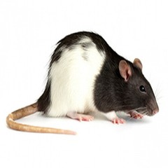 Frozen Feeder Rats for Reptiles – 9 different sizes – FREE SHIPPING