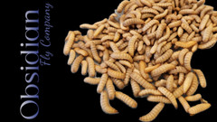 LIVE feeders; Black Soldier Fly Larvae (120, 250, 500)
