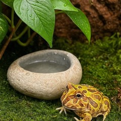 Frog Water Feeding Bowl Natural Stone Handmade Pebble Dish Reptile Accessories