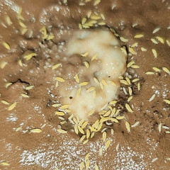 Yellow Albino Springtails – Ceratophysella sp. 125+ count on clay or coco coir