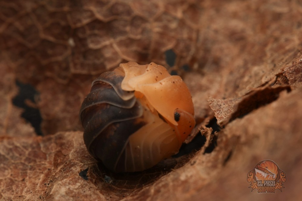 Cubaris sp. ‘Rubber Bee’ isopod – Bioactive clean up crew – Choose your count
