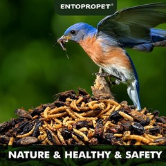 Dried Mealworms and Dried Crickets – Higher in Calcium and Richer in Protein-…