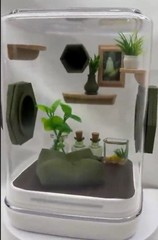 Olive Cove jumping spider enclosure