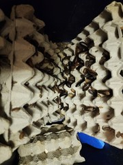 Dubia Roaches Feeder Insects Various Sizes for Reptile Feeding