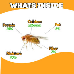 TC INSECTS Golden Hydei Fruit Fly Cultures 4 Pack – 2 Golden Hydei + 2 Hydei