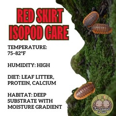 10+ Red Skirt Isopods | Red Edge Cubaris | Rare Pet Bioactive CUC | Live Arrival