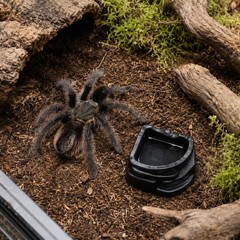 6 Pack Black Spider Micro Water Bowls Mini Resin Dish Set