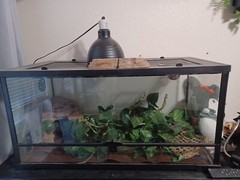 Exo Terra PT2611 Large Glass Terrarium