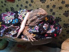 SPANISH SKULLS DESIGN LRG RESTING BED COVER ONLY NO FRAME BED 4 BEARDED DRAGONS