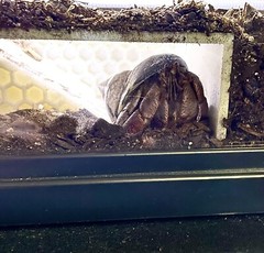 Hermit Crab Tank Decor Underground Hideout Cave Accessories Supplies Decorations