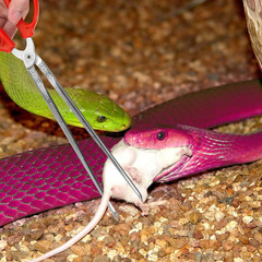 Snake Feeding Tongs,15 Inch Reptile Feeding Tongs,Extra Long Large Tweezers for
