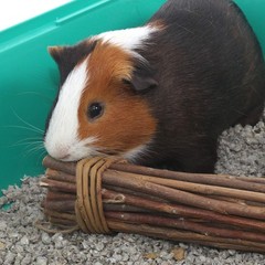 Ware Manufacturing natural Willow Mega Munch Sticks Chew Treat For Small Animals