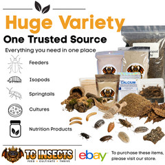 Bean Beetle Big 32oz Culture – LOADED & PRODUCING NOW! Fruit Fly Replacement!