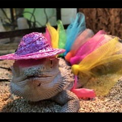 Reptile Tutu Skirt Cosplay Theme Funny Cosplay Accessories for Bearded Dragon