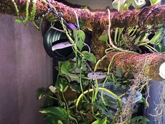 Corrugated Reptile hides For Arboreal Terrestrial Underground and Quarantining