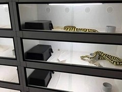 Plastic Reptile Hide M Size – Easy to Clean