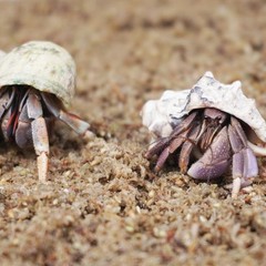 Natural Premium Sphagnum Moss Fiber Substrate Hermit Crab Tank Accessories
